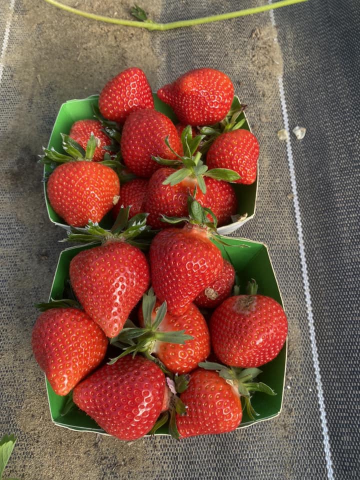 producteur de fraises à Châtellerault