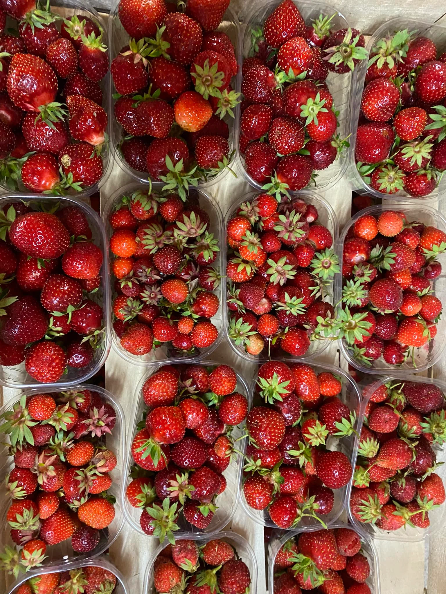 producteur de fraises à Saint-Gervais