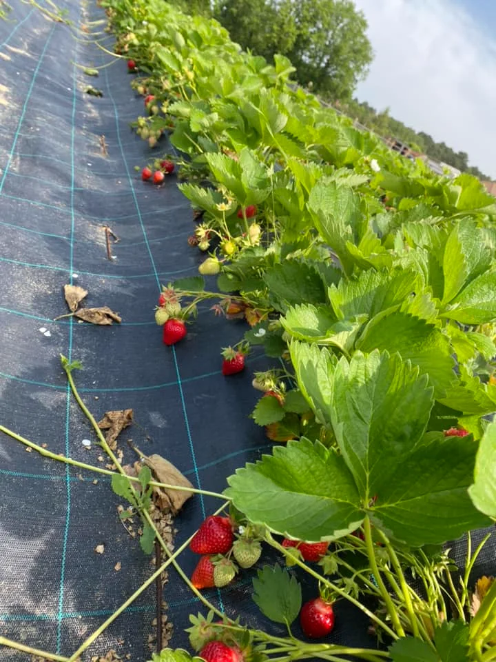 producteur de fraises à Châtellerault